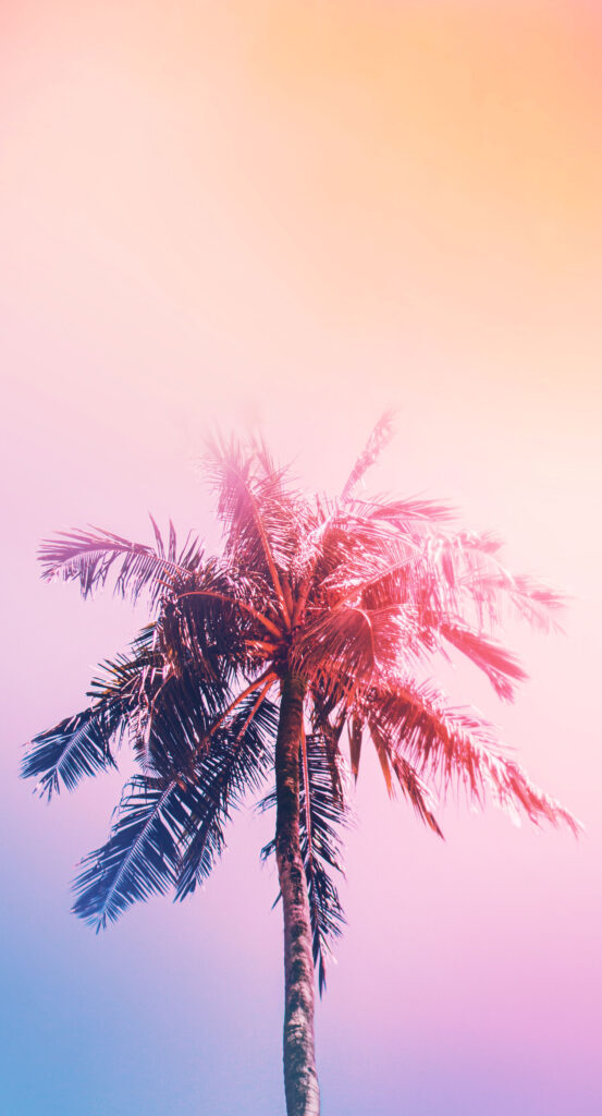 Free phone wallpaper image of a palm tree at sunset.