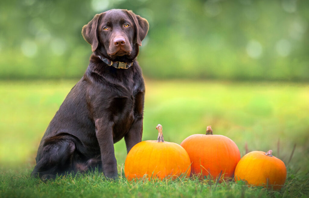 A dog sitting outside next to three pumpkins.
