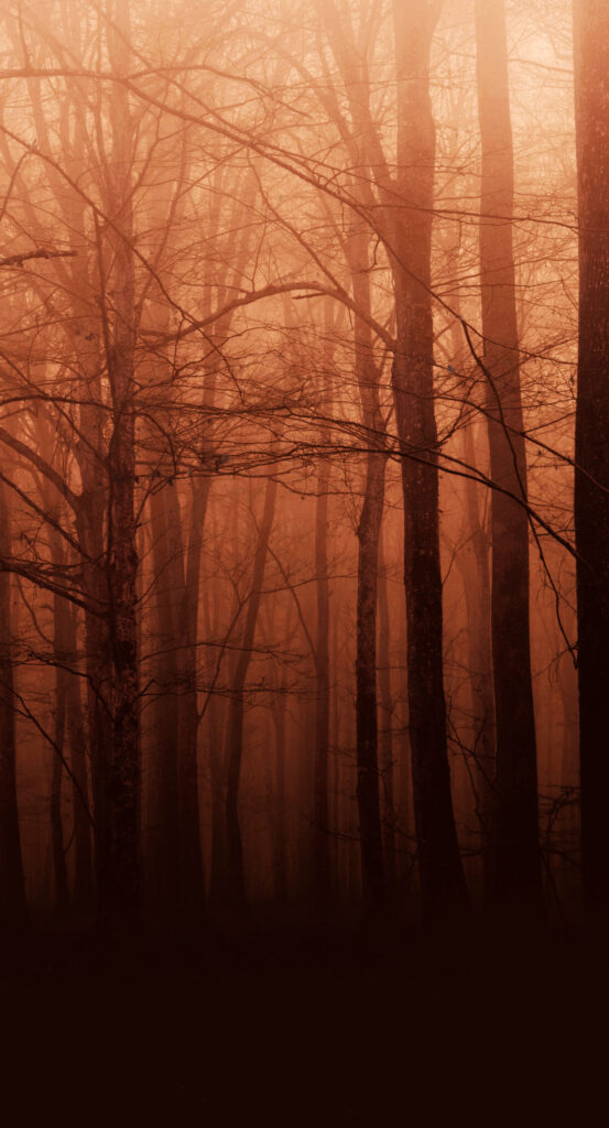 Spooky trees without leaves and a foggy orange sky.