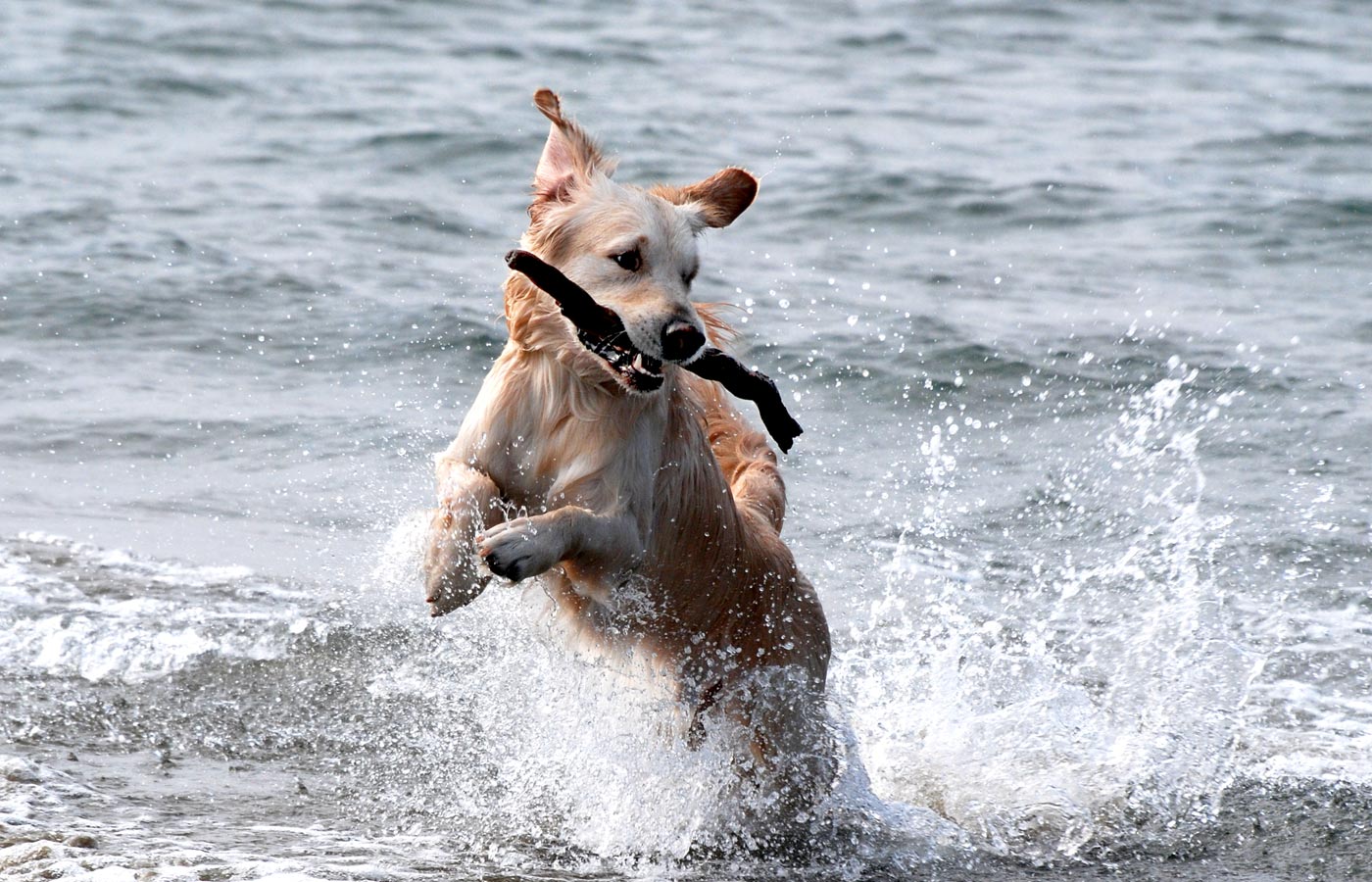 A dog with a stick playing in the waves at the beach.