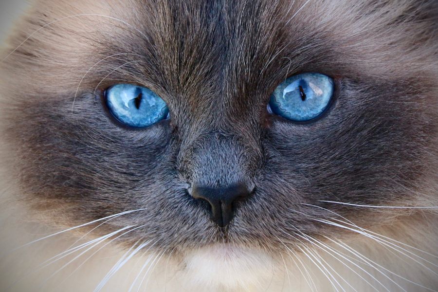 A close up of a cat's face. The cat has blue eyes and a dark brown face with lighter brown fur around it.