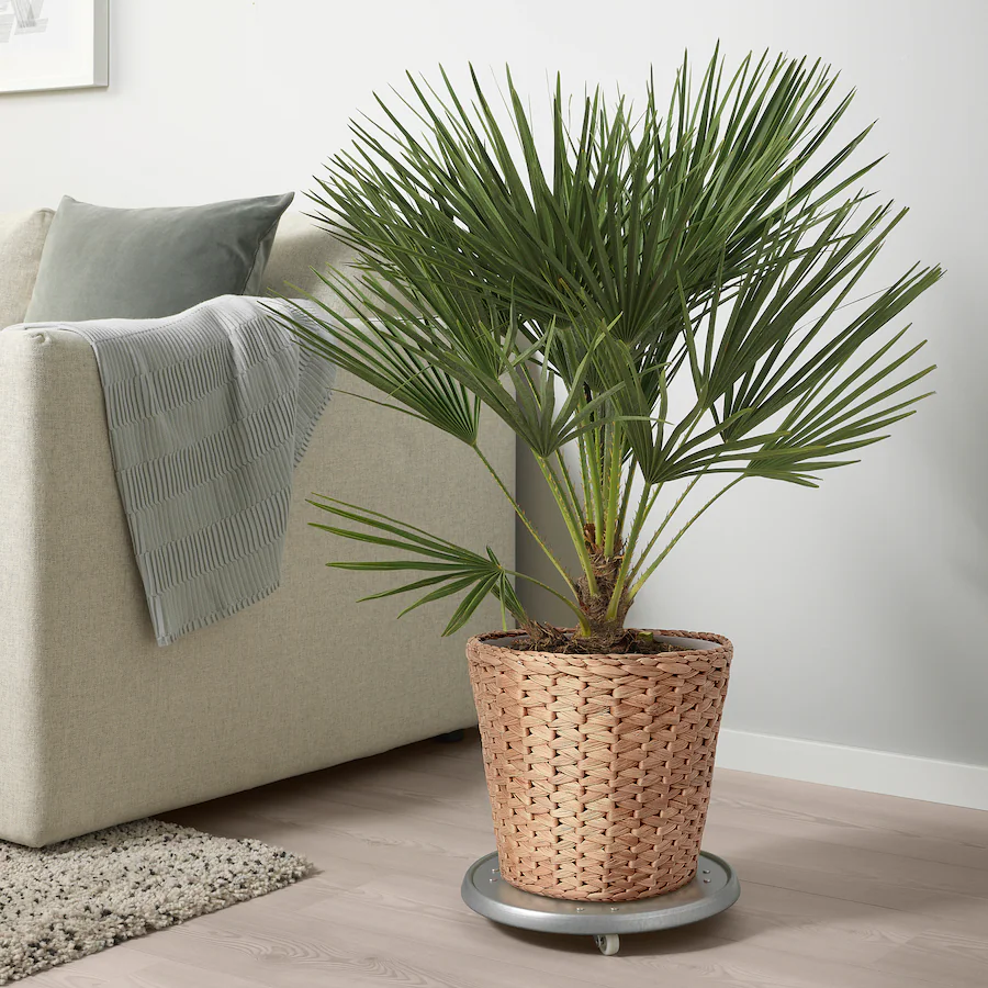 A woven plant pot with a plant in a living room setting.