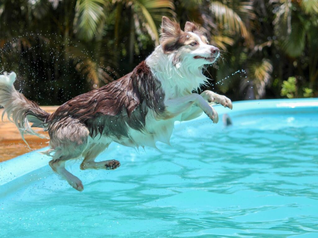 A dog jumping into a swimming pool