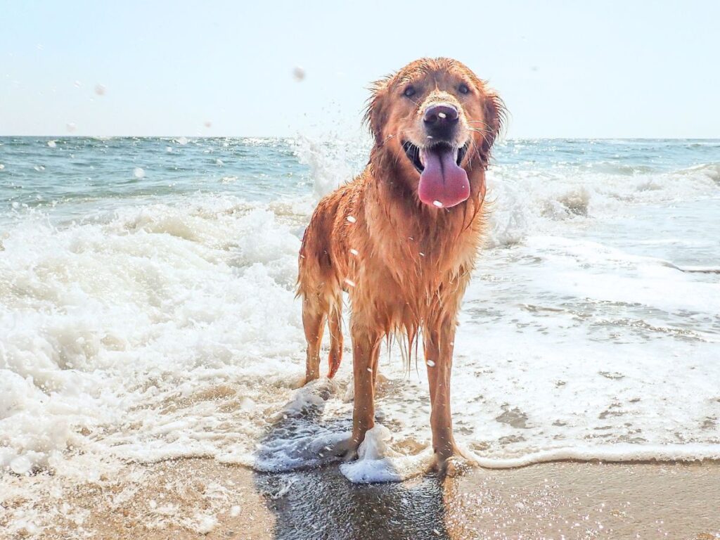A golden retriever dog standing in the waves at the beach.
