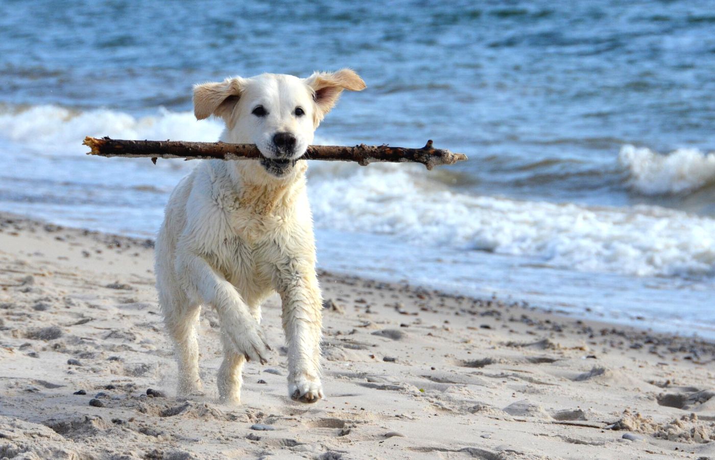 A puppy dog with a stick in its mouth running down the beach.