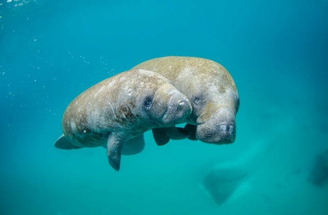 Two manatees in the water.