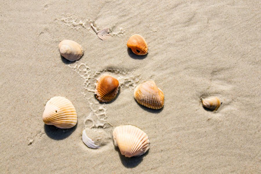 A collection of shells on the beach viewed from above.