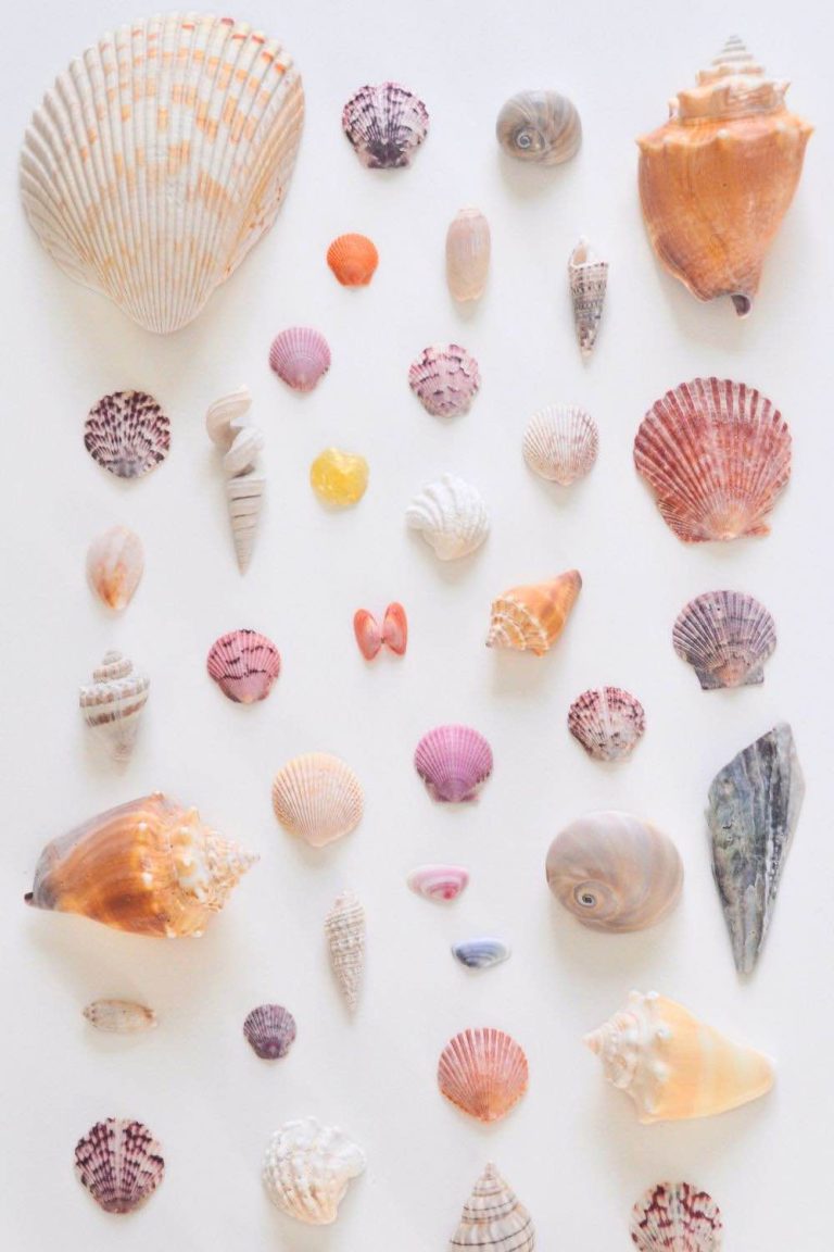 Shell Shelling 21 Expert Tips for Shelling in Florida - Stars & Anchor