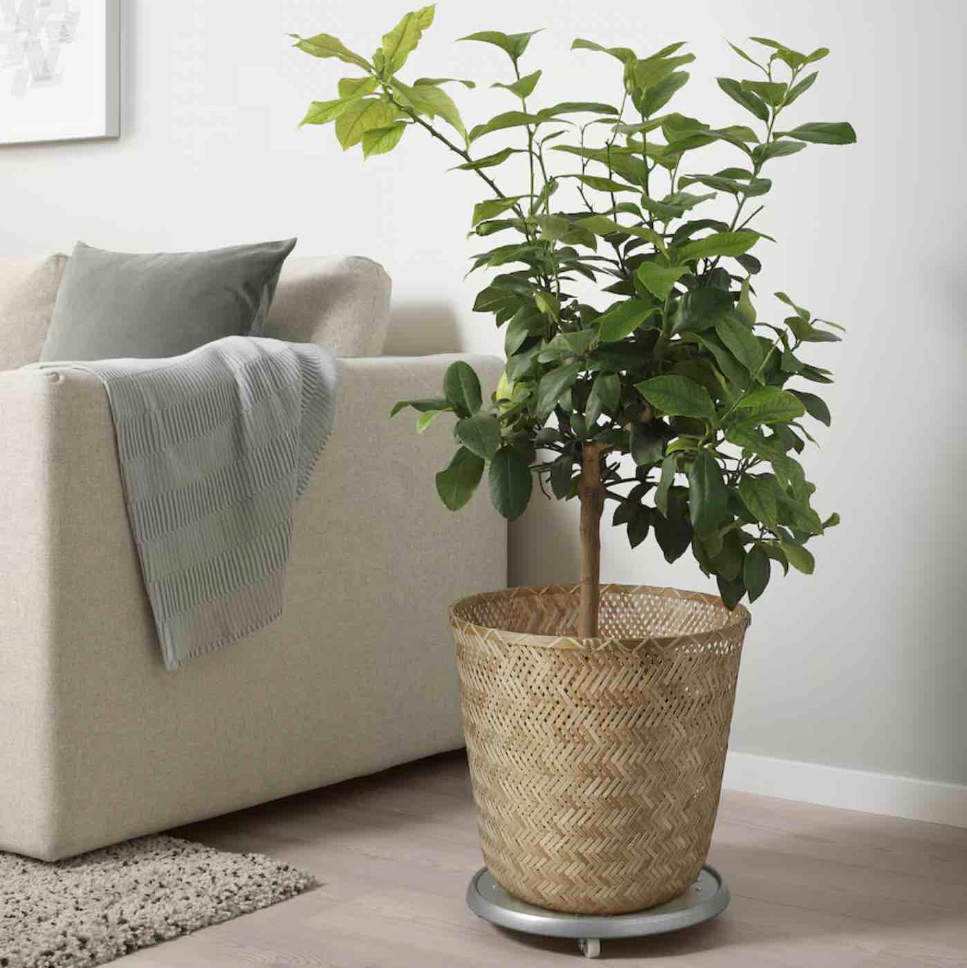 A woven bamboo indoor plant pot, shown with a plant in it.