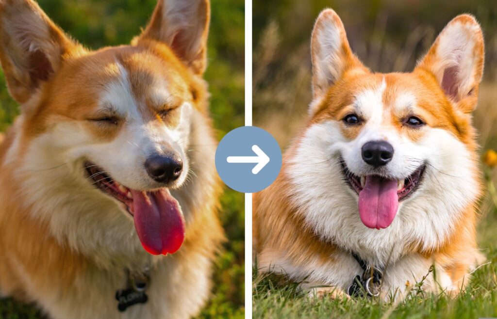 A graphic showing the results of taking better photos of your dog. On the left is a photo of a dimly lit, out-of-focus dog photo with the dog's eyes closed, and an arrow pointing to the right to a brightly lit, in-focus photo of a dog smiling and looking at the camera.
