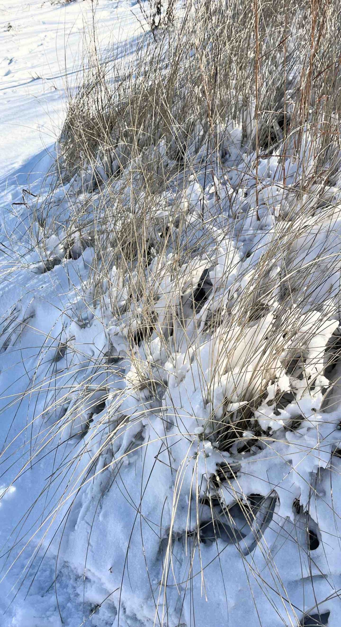 Beach grass at the beach covered in snow.