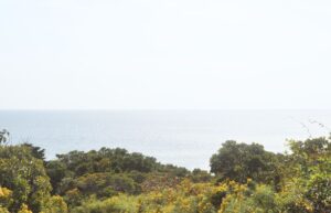 Goldenrods and shrubs starting to turn fall colors with a view of the ocean beyond it.